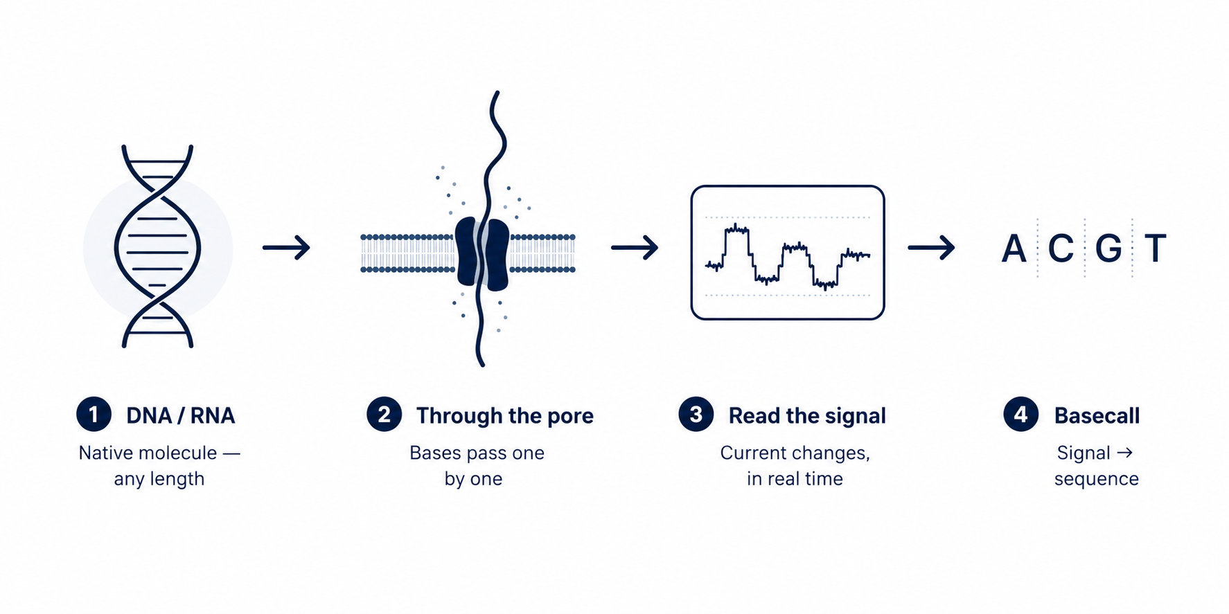 KodaSeq Nanopore sequencing workflow