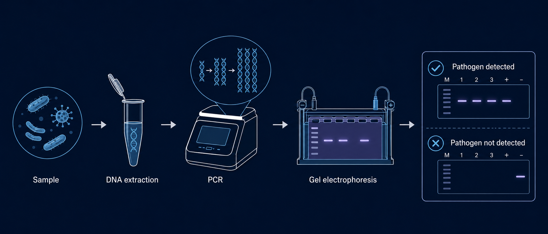 PCR screening method workflow