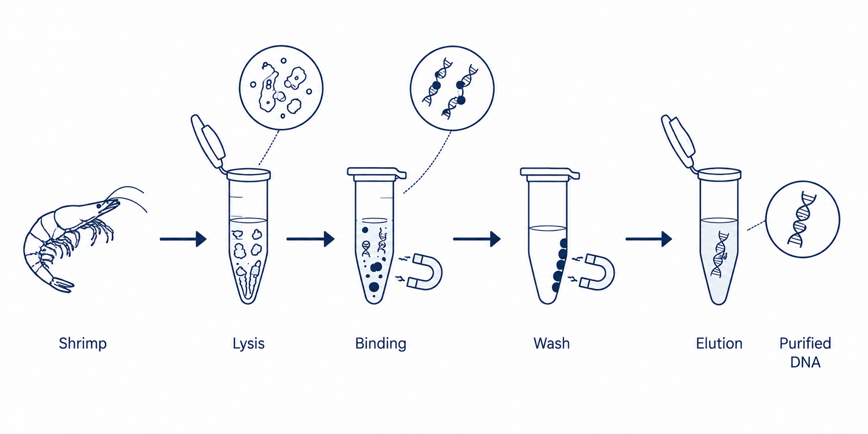 DNA extraction method workflow