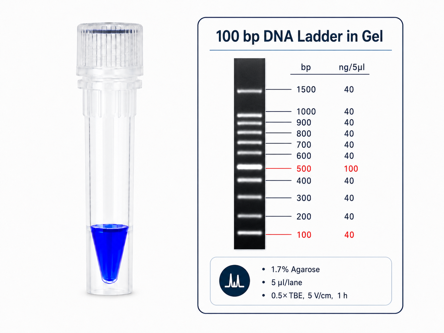 100 bp DNA ladder