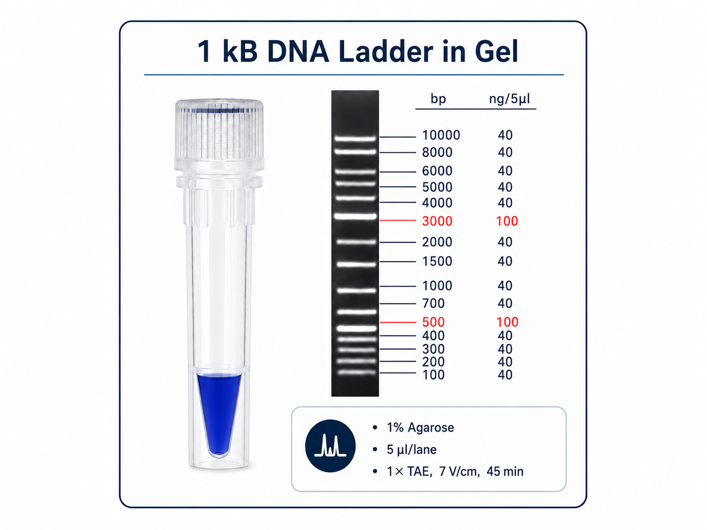 1 kb genomic DNA ladder